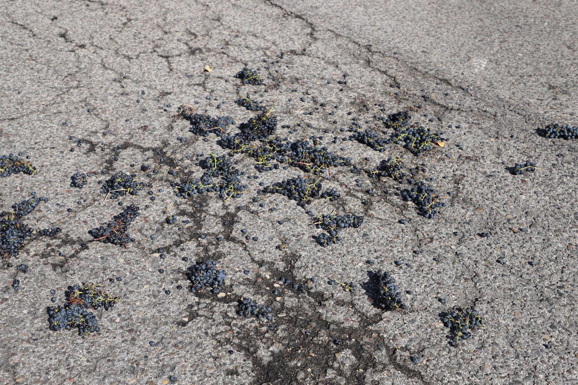 La protesta del sector primario en Burgos, en imágenes