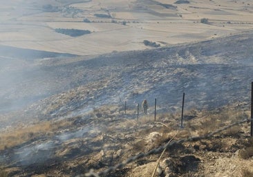 Un incendio forestal calcina ocho hectáreas de pino en un pueblo de Burgos