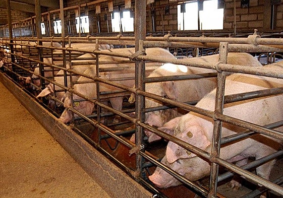 Imagen de archivo de una explotación ganadera de porcino en la provincia de Segovia.