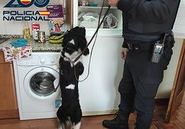 La unidad canina registra uno de los domicilios del detenido.