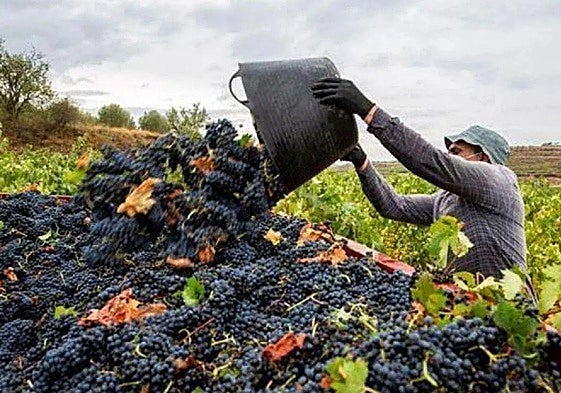 Vendimia en Ribera del Duero.