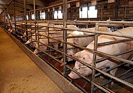 Imagen de archivo de una explotación ganadera de porcino.