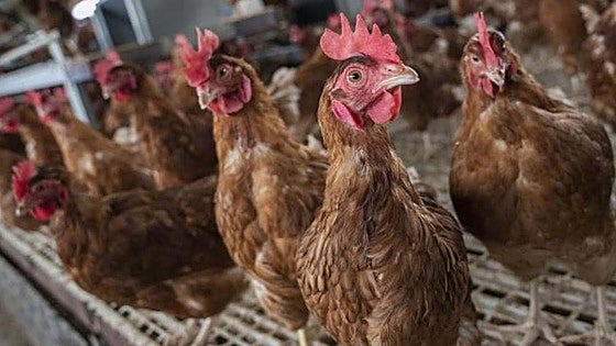 La granja de gallinas que se ampliará en un pueblo de Burgos para producir 187 millones de huevos