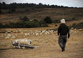 Ovejas pastando en un pueblo de Burgos.