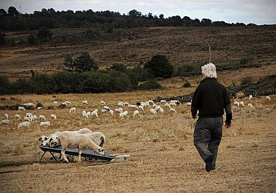 Ovejas pastando en un pueblo de Burgos.