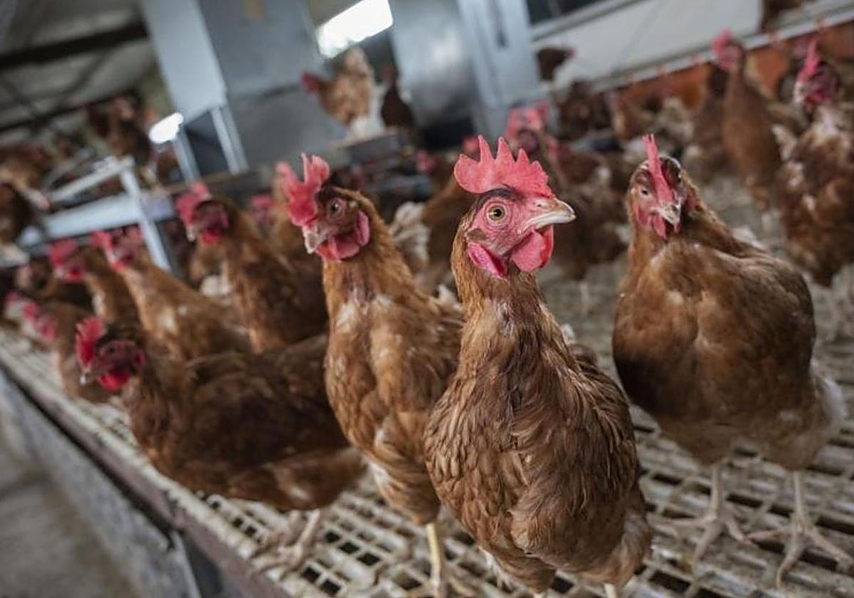 Imagen de archivo de una granja avícola.