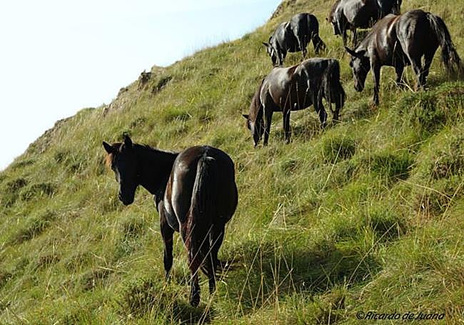 Caballo losino cerca de Pancorbo.