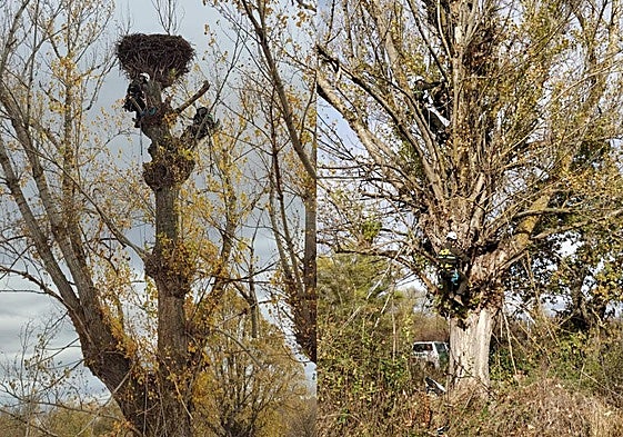 Agentes medioambientales podan chopos en Hacinas para mejorar el hábitat de la cigüeña.