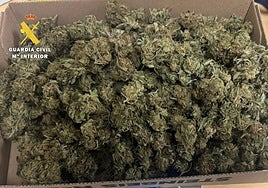 Marihuana sustraida del joven detenido