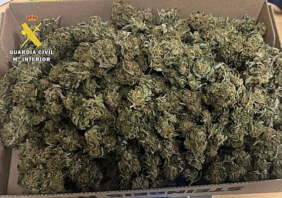 Marihuana sustraida del joven detenido