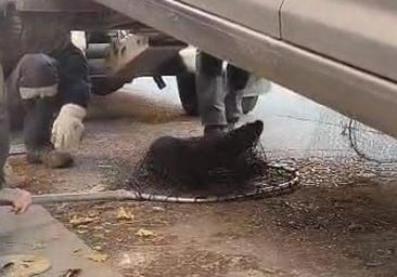 Curioso rescate en Burgos para liberar a una nutria atrapada en un coche