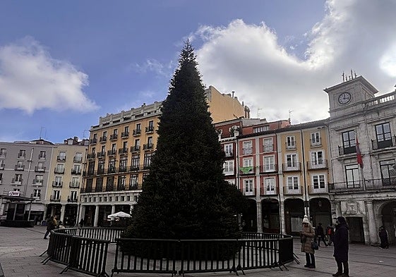 El viernes pasado se colocó el árbol en la Plaza Mayor.