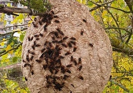 Nido de avispa asiática en la ribera del Vena retirado por los Bomberos de Burgos.
