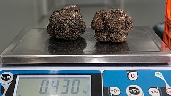 Burgos estrena su primera lonja de trufa negra: «El productor tiene más capacidad de facturar y ampliar su red»