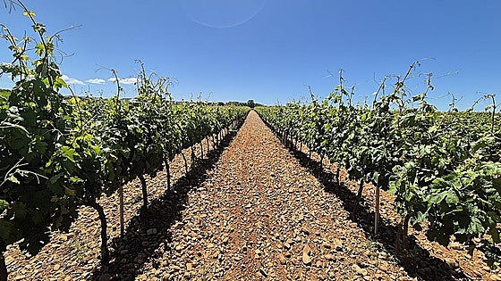 Una empresa de Valladolid con diez bodegas construirá otra más en un pueblo de Burgos