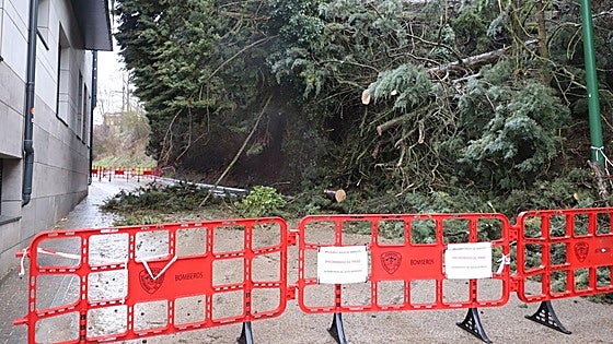 La caída de varios árboles por el temporal obliga a cortar una calle y una carretera en Burgos