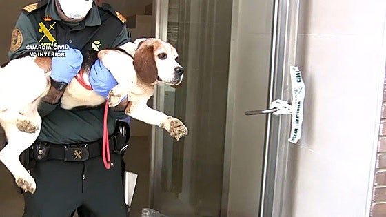 Extraditado desde Venezuela un criador de perros de Burgos que acumulaba decenas de denuncias por maltrato animal