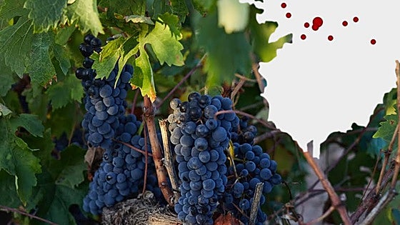 Un tercio de las bodegas de Arlanza se concentra en un solo pueblo de Burgos