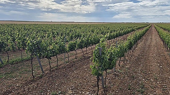 Aprueban la creación de un pozo para regar 47 hectáreas de viñedo en un pueblo de Burgos