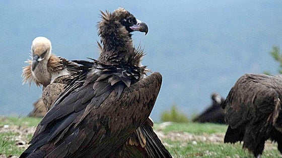 46 explotaciones ganaderas aportan 269 toneladas de restos de animales a los muladares de Burgos