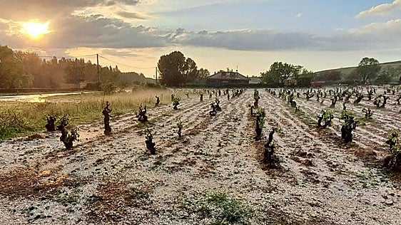 4.000 hectáreas dañadas en Burgos: el balance de las primeras tormentas de pedrisco en la provincia