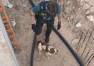 Rescatan a un perro tras caer a un pozo de cuatro metros en Burgos