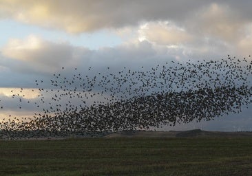 La perturbadora melodía de los estorninos y su baile migratorio