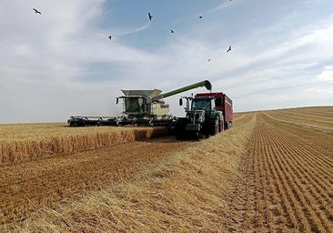Los elevados precios y el calor adelantado marcan la cosecha de cereales en Burgos: «Se prevé menos producción que otros años»