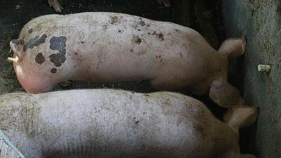Primer paso para aprobar la instalación de una granja con 3.297 cerdos en un pueblo de Burgos