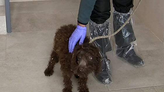 El maltratador de perros del 'criadero de los horrores' de Burgos se enfrenta a juicio