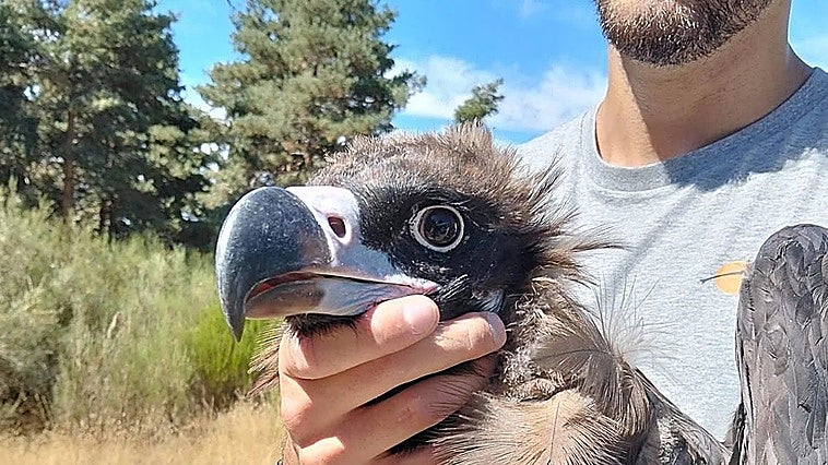 El pueblo de Burgos que vuelve a albergar la Fiesta del Buitre para resaltar el papel fundamental de estas rapaces