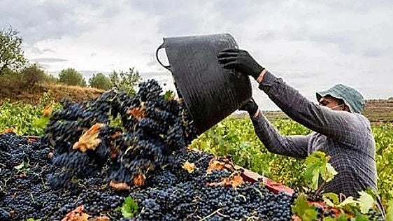 La Asociación de Viticultores Ribera del Duero, preocupada por los posibles precios de la uva