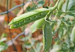 El cultivo de leguminosas crece en Burgos: ahora se siembran variedades como lentejas, algarrobas, almortas o yeros