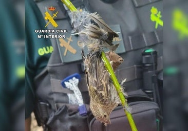 A disposición judicial un varón por atrapar pájaros con una 'red japonesa' en el norte de Burgos