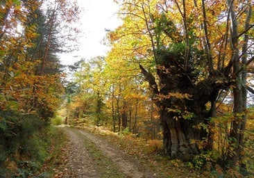 Tramo de la ruta de los castaños de San Zadornil.