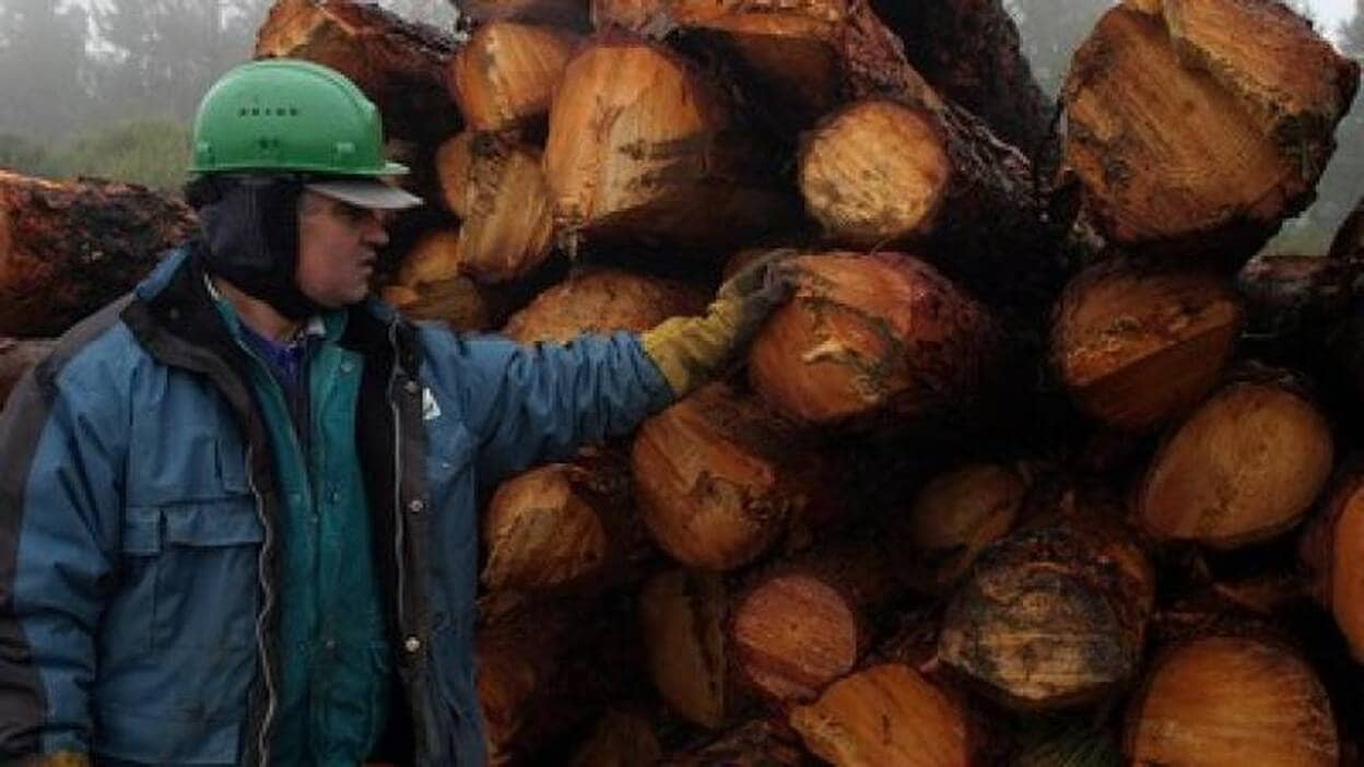 La Cumbre se prepara para el invierno con la entresaca de los pinos