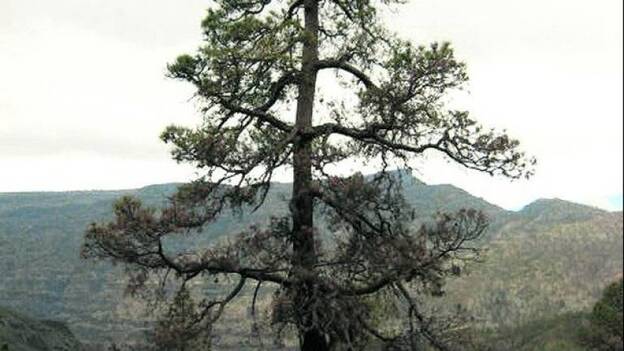 Otro pino centenario, el de La Lajilla, está a punto de caerse