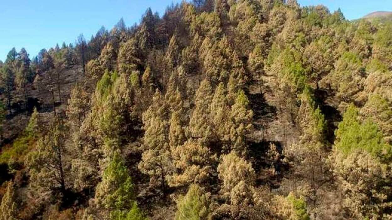 Vista aérea de las zonas afectadas por el incendio de La Palma I