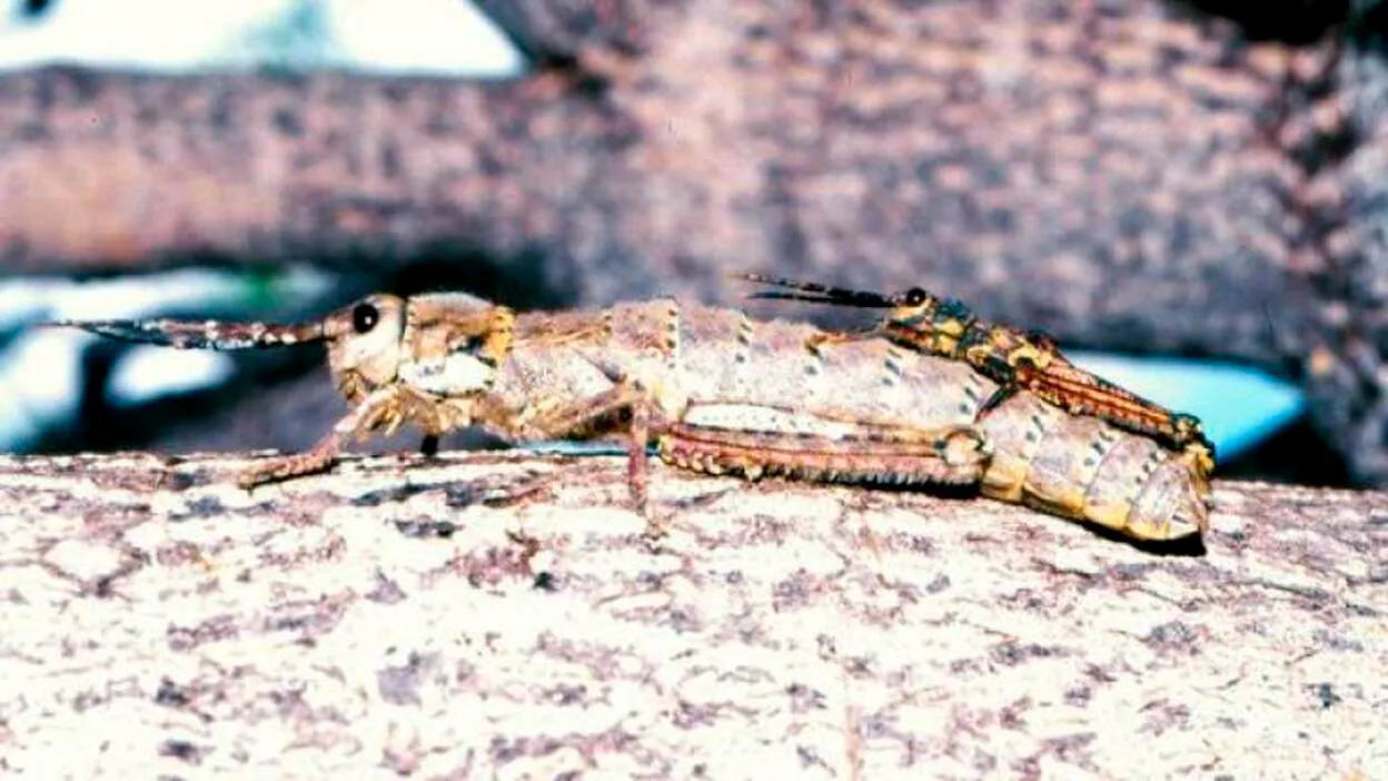 Saltamontes: Saltamontes - 01/10/12