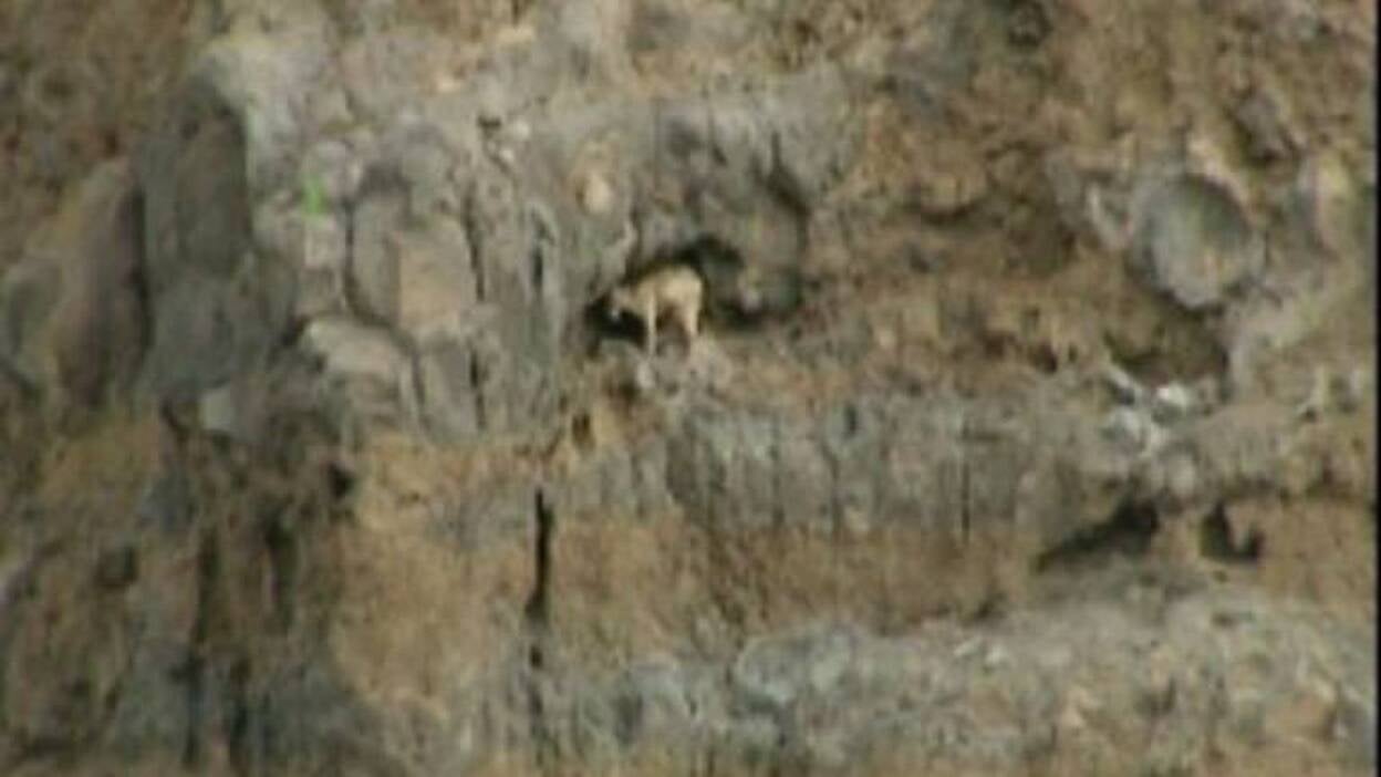 Una cabra lleva atrapada entre riscos más de una semana