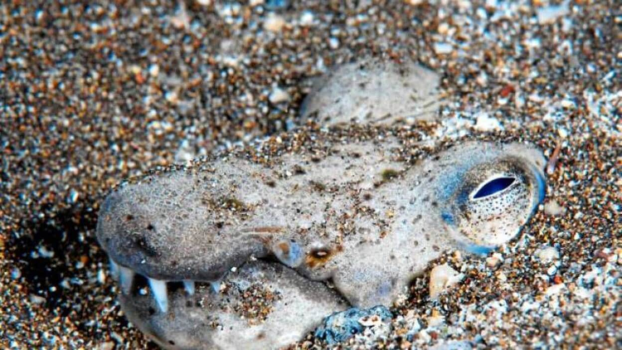 Aparece en aguas del Cabrón una especie inédita en Canarias