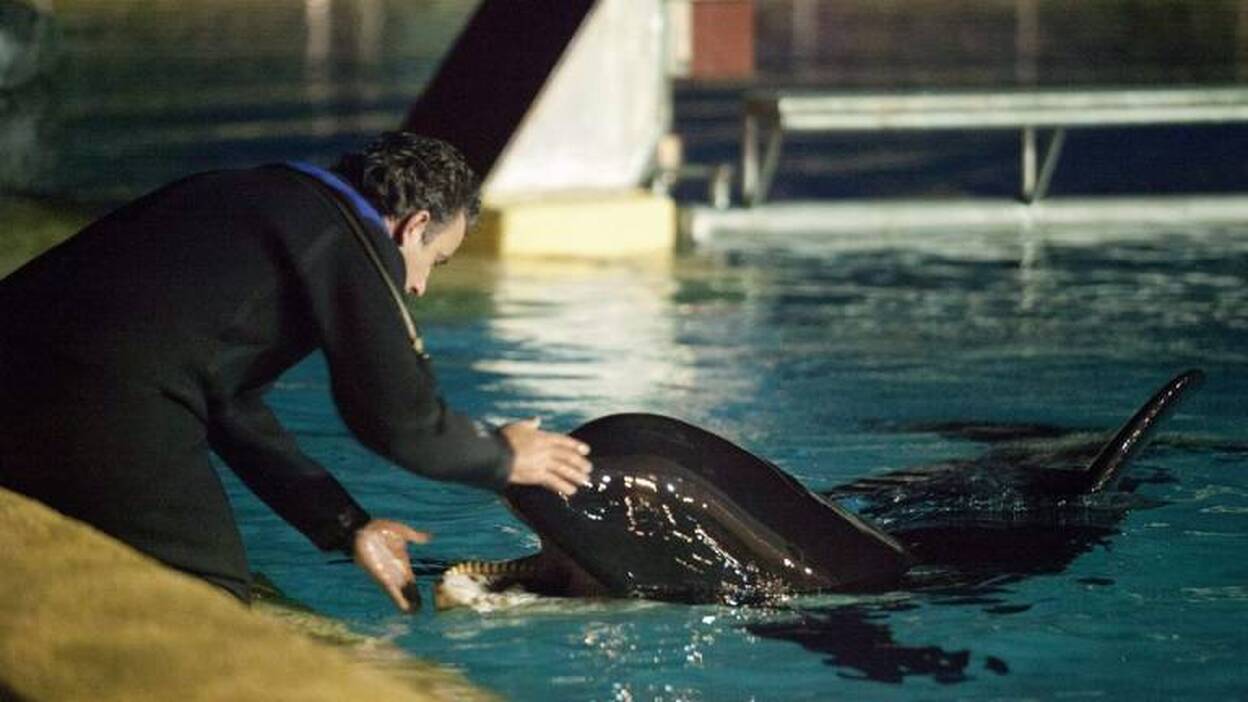 La orca Morgan ya está en Tenerife