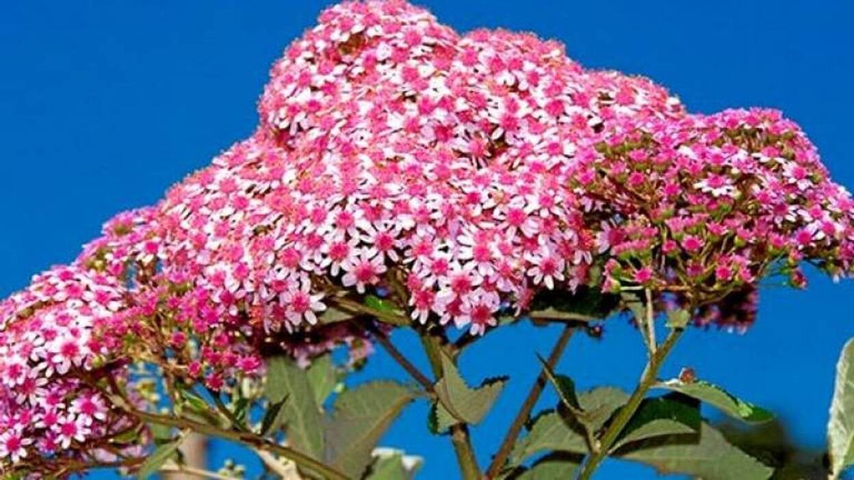 Especie con solo 15 ejemplares