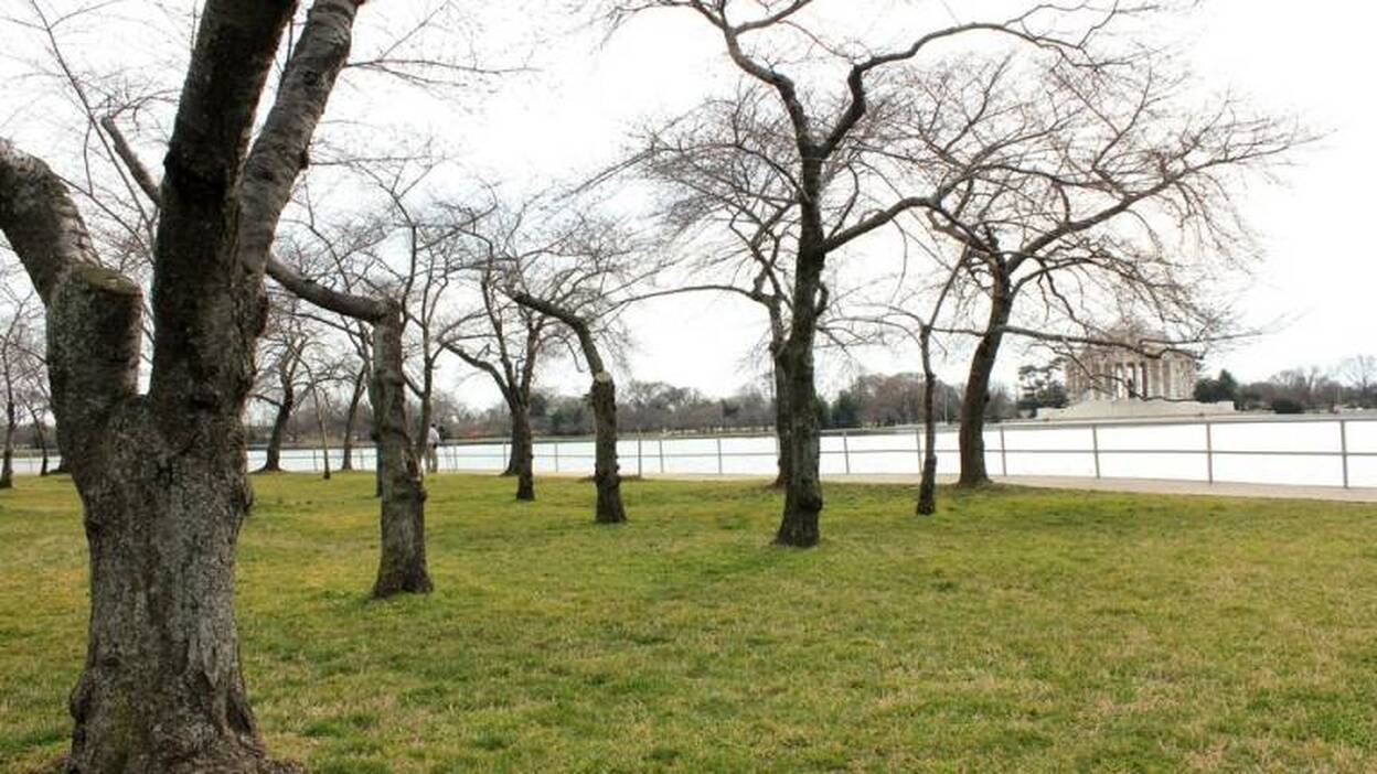 100 años de cerezos japoneses en Washington