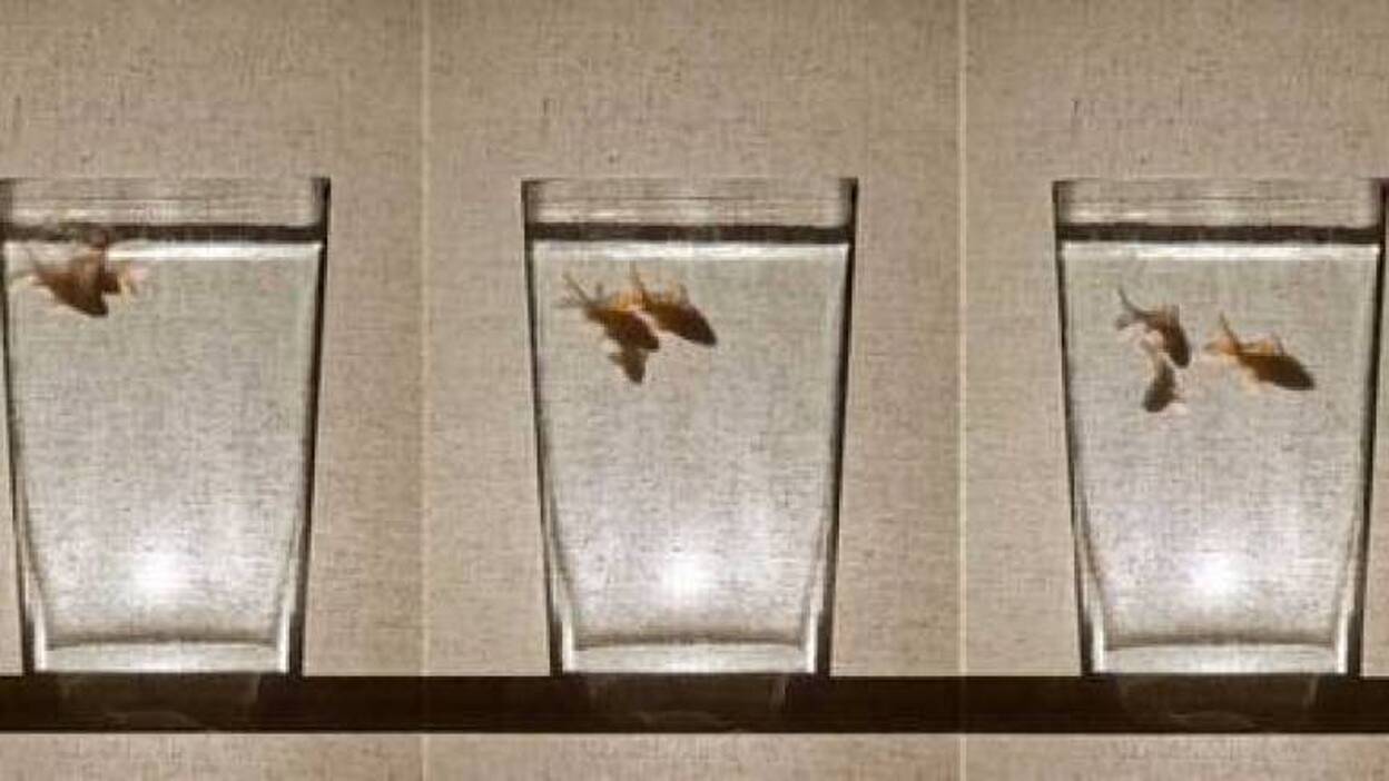 Tomaso Hernández exhibe una metáfora sobre la crisis en Saro León