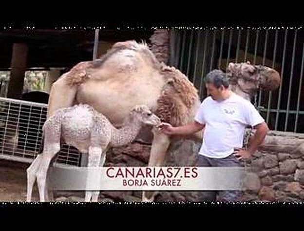 Aumenta la familia de dromedarios en Arteara