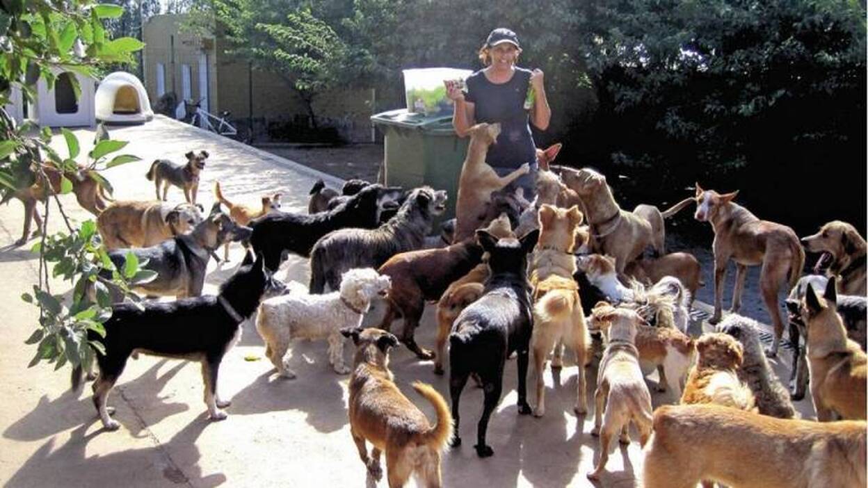 Ayuda urgente para los perros