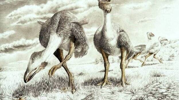 Hallan huellas de fósiles de aves de la Antártica de hace 48 millones de años