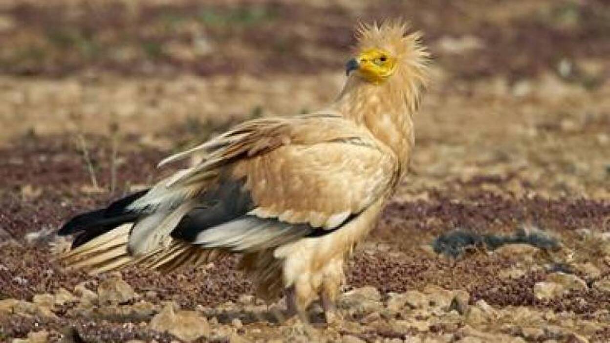 El guirre se recupera en Fuerteventura tras catorce años de conservación