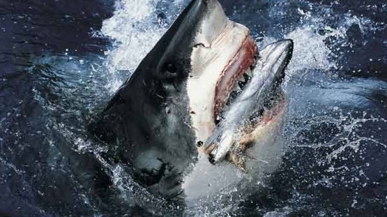 Los tiburones blancos se vuelven más agresivos en Australia